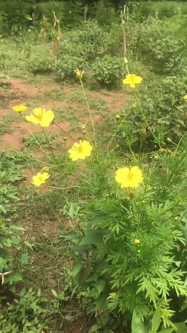 🌼 ดาวกระจายเหลือง สีสดใส พร้อมปลูก 🌼