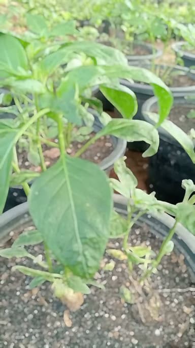 🌶️ ต้นพริกแข็งแรง พร้อมปลูก