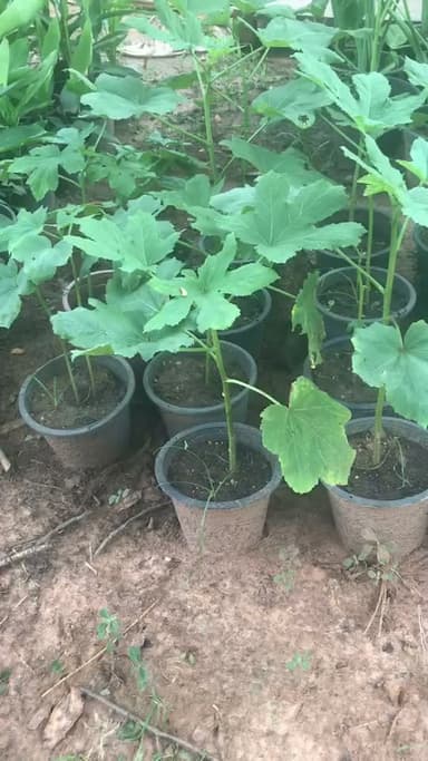 🌿 กระเจี๊ยบเขียว ปลูกง่าย โตไว พร้อมเก็บ 🌿