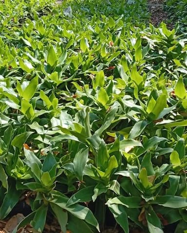 ต้นวาสนาเลื้อย (Dracaena surculosa)