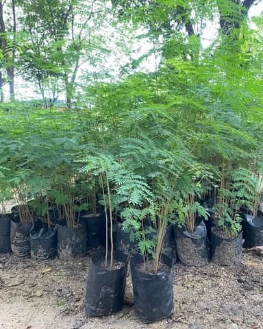 ต้นกระถิน พร้อมปลูก!