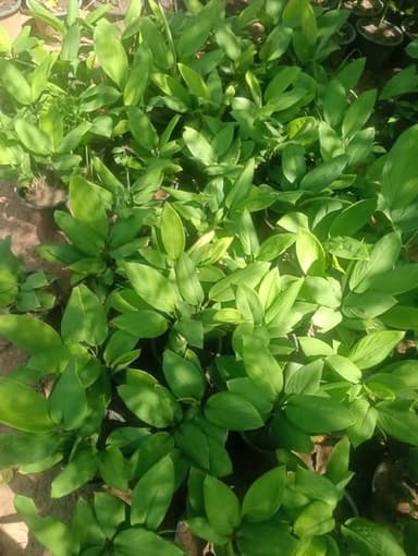 🌿 ต้นกระชายพร้อมปลูก – อลังการ การ์เด้น 🌿