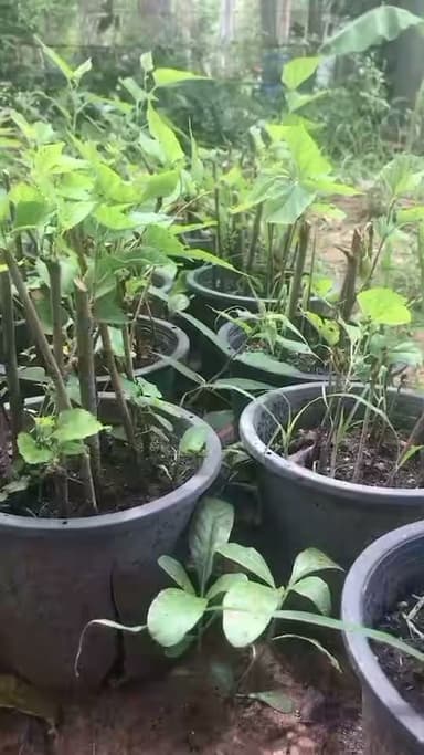 🌿 ต้นหม่อน แข็งแรง พร้อมปลูก 🌿