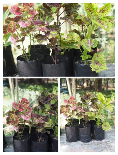 ต้นฤาษีผสม (Coleus)