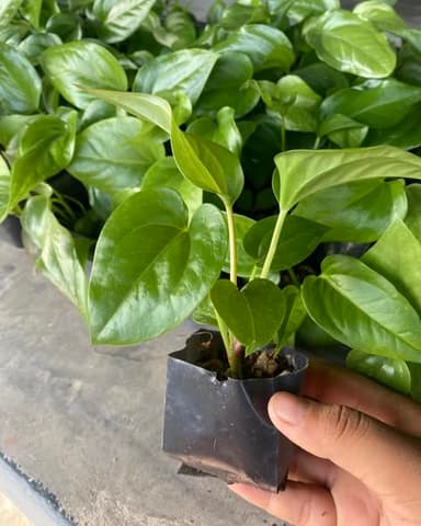 ต้นพลูทอง