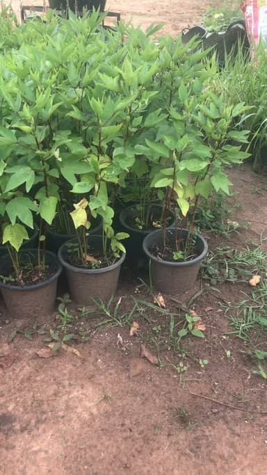🌿 ต้นกระเจี๊ยบแดง พร้อมปลูก โตไว ปลูกง่าย 🌿