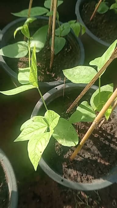 🌱 ถั่วฝักยาว สด กรอบ พร้อมปลูก – อลังการ การ์เด้น 🏡