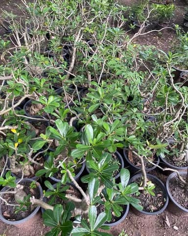 ต้นชวนชม ดอกสวยสดใส