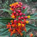 สวนยายนาง แม่ออนเชียงใหม่  logo