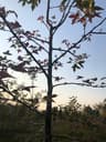 สวนเมเปิ้ล แม่ออนเชียงใหม่ 