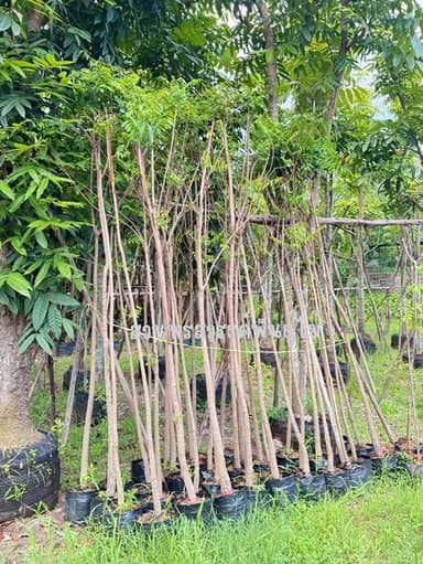 ต้นสะเดา (Azadirachta indica)
