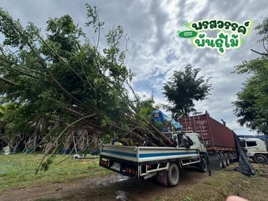 ต้นปีบ 5-9 นิ้ว
