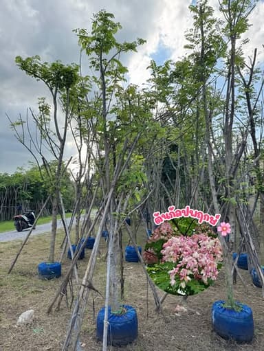 กัลปพฤกษ์ 4 นิ้ว