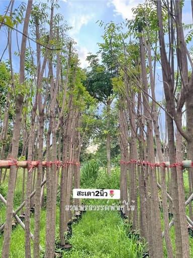 ต้นชะอมไม้ยืนต้น