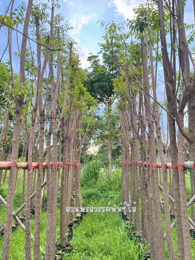 ต้นสะเดา สูง 3 เมตร