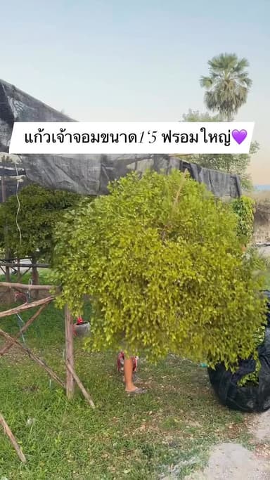 ต้นแก้วเจ้าจอม