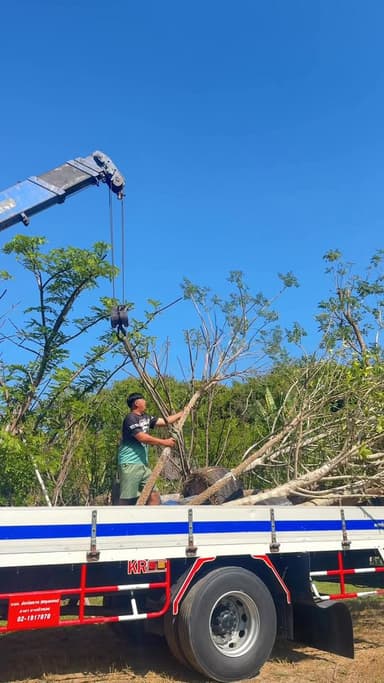 ต้นปีบเงิน 4 นิ้ว 🌻