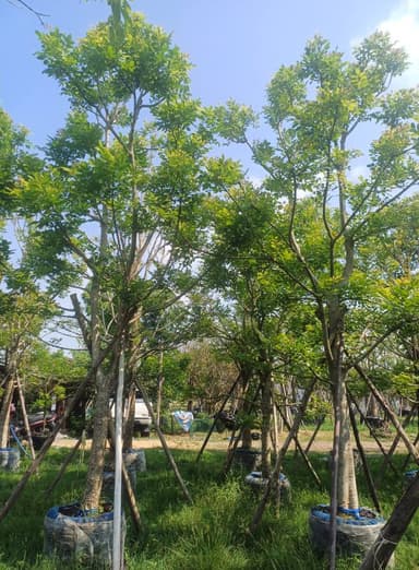 🌳 แคนา 6-7" ขาว อวบอ้วน 🌳
