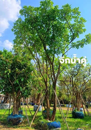 จิกน้ำฟอร์มสวย 🌳✨