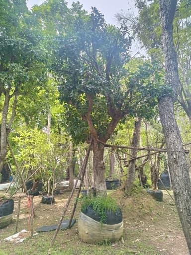 ต้นหว้าน้ำโขง