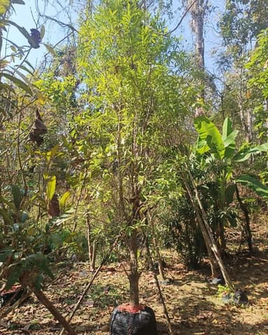 ต้นฝนแสนห่า