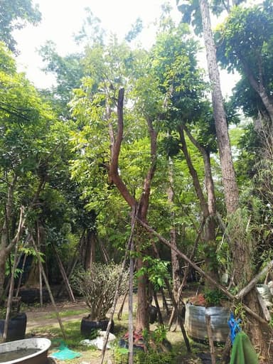 ต้นเสม็ดแดง 🌳
