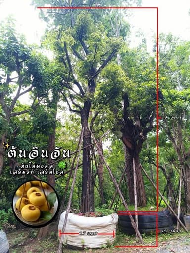 ต้นอินจัน ไม้มงคลหายาก