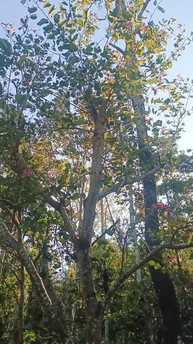 ต้นชงโคฮอลแลนด์ 🌸