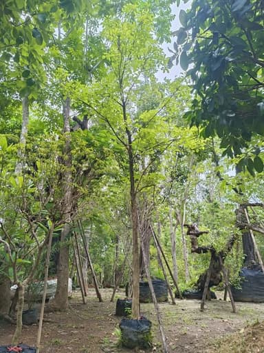 ต้นไข่เน่า