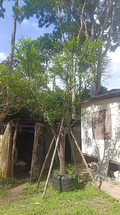 กันเกรา ไม้มงคลหอม