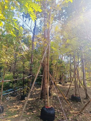 ต้นศรีตรัง 🪻