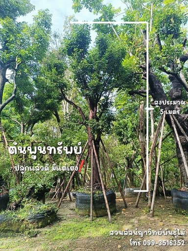 ต้นพูนทรัพย์ ไม้มงคลเสริมโชค