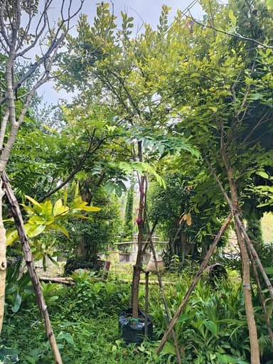 ต้นทองนพเก้า ไม้ล้อมสวย