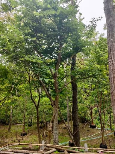 ชงโคฮอลแลนด์ ต้นใหญ่ใบแน่น 🌿