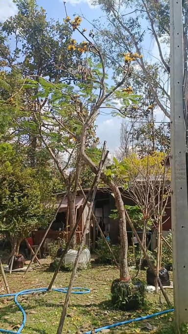 ทองกวาวดอกเหลือง