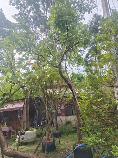 ทองกวาวดอกเหลือง