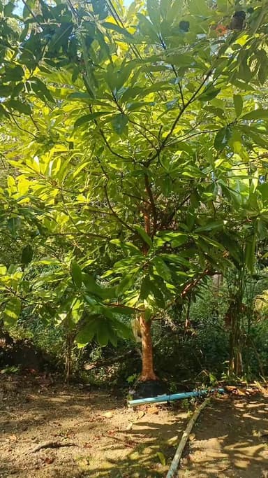 มะตาด - ไม้ผลหายากที่คุณต้องมี!