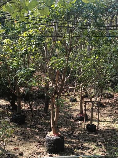 มะม่วงแก้วขมิ้น 🥭