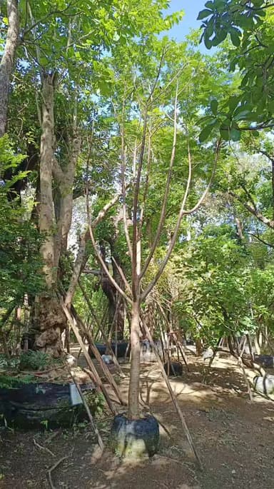ต้นหางนกยูงดอกสีเหลือง🌼