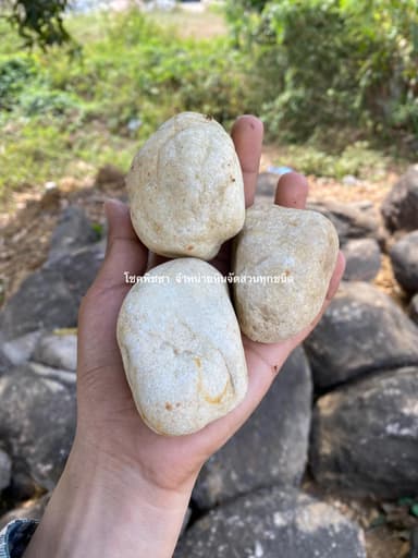 หินกรวดน้ำผึ้ง (Honey Pebble) 5-7 cm. สีสวยใส สำหรับจัดสวน