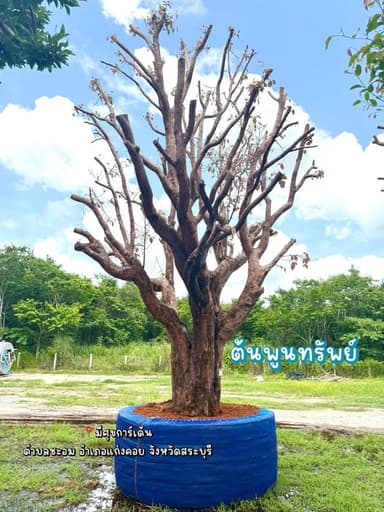 ต้นพูนทรัพย์ ไม้ล้อมมงคล