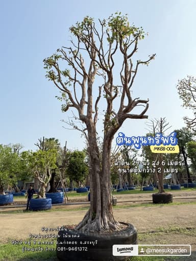 ต้นพูนทรัพย์ (กระบก) ฟอร์มสวย