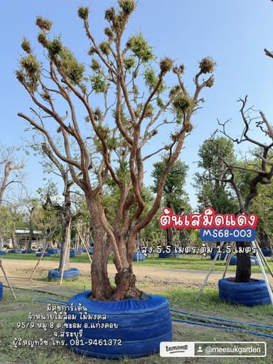 ต้นเสม็ดแดง ไม้ลีลาฟอร์มสวย เปลือกสีน้ำตาลแดง MS68-003