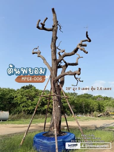 ต้นพยอม MP68-006 สูง 9 เมตร