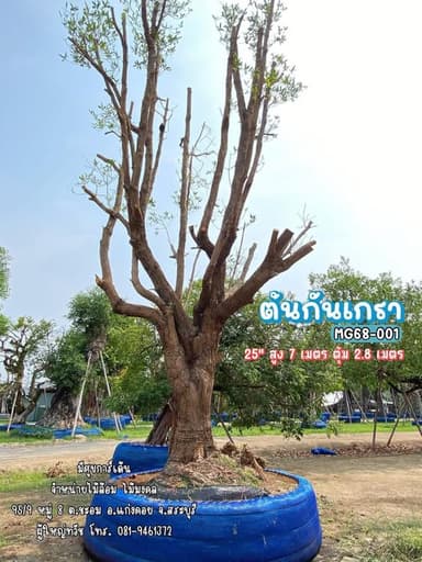 ต้นกันเกรา