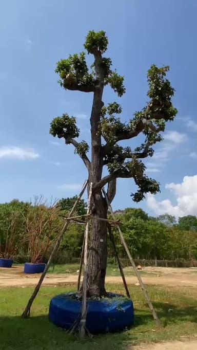 ต้นพะยอม ไม้หอมแห่งบารมี