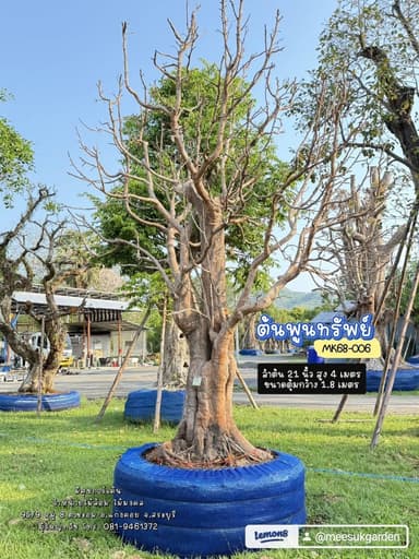 🌳 ต้นพูนทรัพย์ (กระบก) ไม้ประธาน ฟอร์มสวย พร้อมลงปลูก!