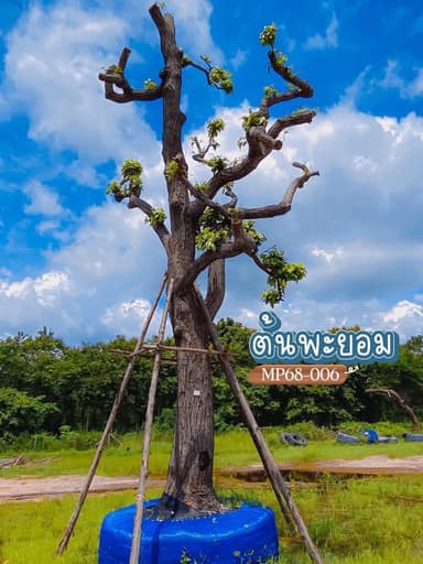 ต้นพะยอม ไม้มงคลเพื่อสุขภาพ