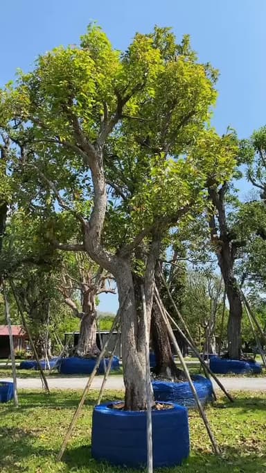 ต้นพูนทรัพย์ 🌳