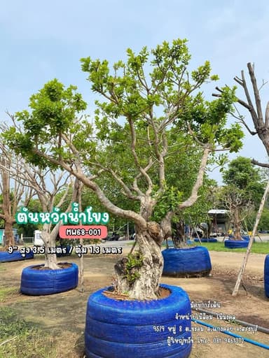 ต้นหว้าน้ำโขง